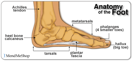 area between heel and ankle