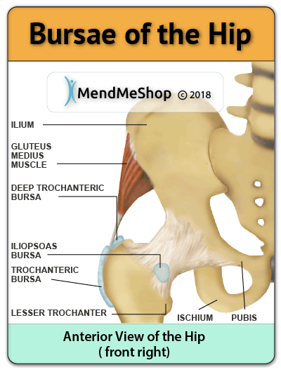 bursa of the hip